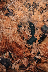 fresh wood texture