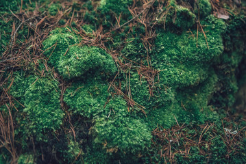 gorgeous green moss on the rocks and trees in the forest