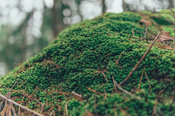 gorgeous green moss on the rocks and trees in the forest