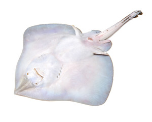 Fresh ray fish isolated on white background