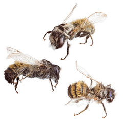 isolated on white three fluffy small bees