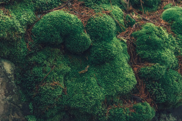 gorgeous green moss on the rocks and trees in the forest