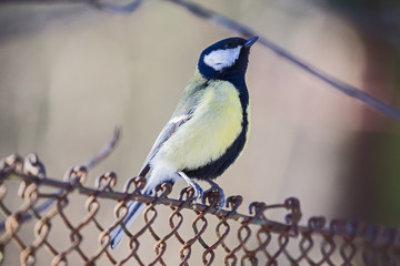 great tit on old steel net