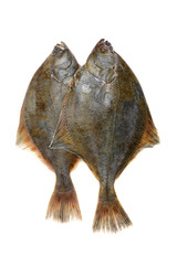 Whole single fresh flounder on white background