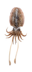 Raw cuttlefish on white background