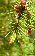 pine tree branch with cones