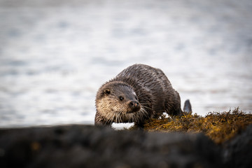 Female European Otter (Lutra lutra) emerging  onto the loch shore
