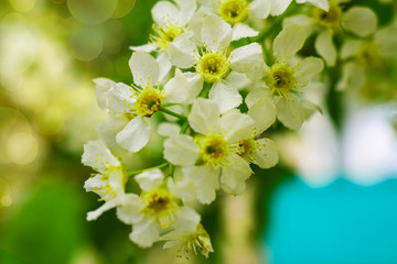 white flowers of apple tree