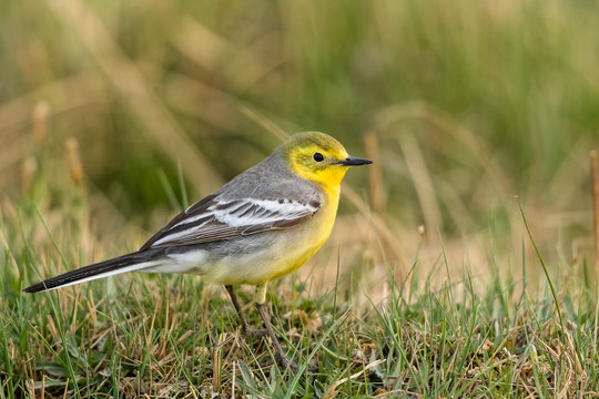 Citrine wagtail bird on ground