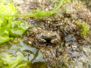 image of crab on the beach. reside on adaptable rocks.