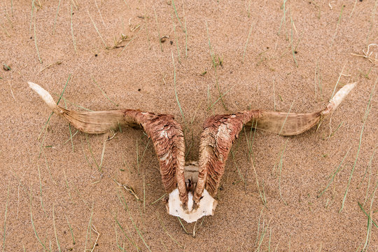 Goart horn desert