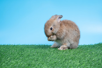 Furry and fluffy cute Black rabbit is Standing on two legs on Green grass and blue background and cleaning the front legs. Concept of rodent pet and easter.