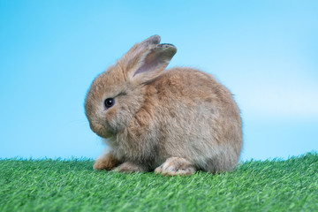 Furry and fluffy cute Black rabbit is sitting on green grass and blue background. Concept of rodent pet and easter.