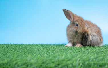 Furry and fluffy cute Black rabbit is sitting and cleaning back leg on green grass and blue background. Concept of rodent pet and easter.