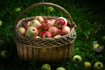 Straw basket full of fresh ripe apples stands on the green grass in the dark lit by the light beam. Autumn harvest of apples in countryside. Freshly collected fruits in basket outdoors.