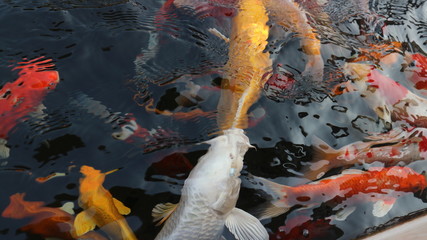 Many colorful koi fish play in the pool and wait for the party. The concept of fighting for food...