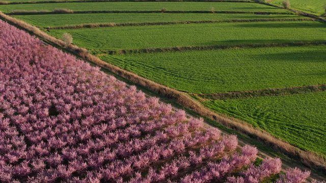 field of pink flowering trees and green grass crops Span agricultural aerial landscape rural Aragon 