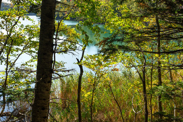 日本・北海道東部の国立公園、オンネトーの散策路