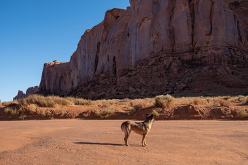 a dog at Monument valley, in the desert