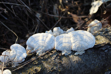 White turkey tail mushrooms in the sun at Campground Road Woods in Des Plaines, Illinois