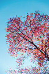 Beautiful  Pink Cherry Blossom on nature background , Sakura flower blooming