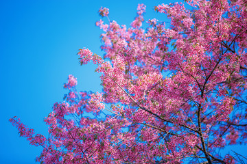 Beautiful  Pink Cherry Blossom on nature background , Sakura flower blooming