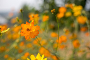 yellow flowers in the garden