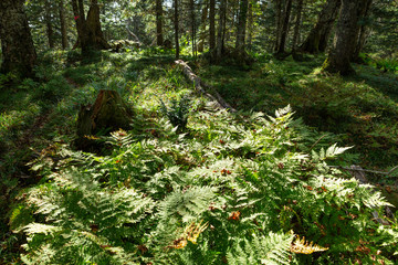 日本・北海道東部の国立公園、オンネトーの散策路