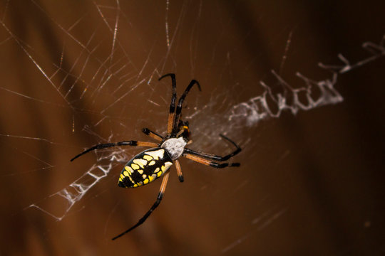 spider on a web