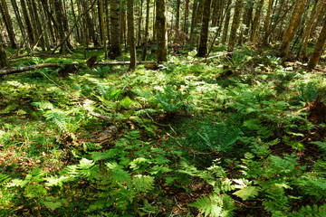 Obraz premium 日本・北海道東部の国立公園、オンネトーの散策路