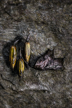 Textspace - seed pods on a srone background