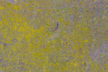 Texture, background rusty flat sheet of metal covered with moss.