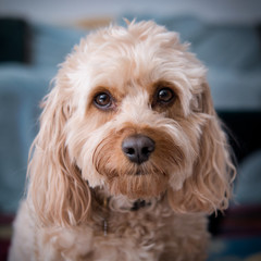 portrait of a cavapoo dog