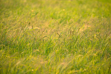 The asia ear of rice in the green field blur background with warm light