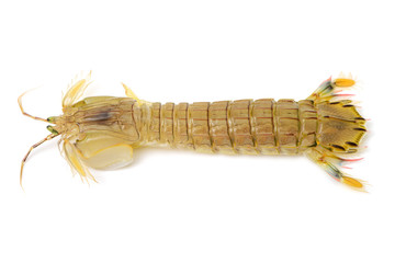 Naklejka premium Mantis Shrimp on the white background