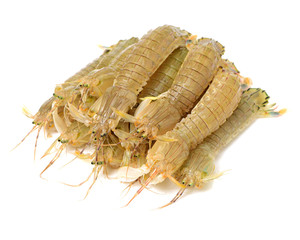 Mantis Shrimp on the white background