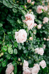 view of beautiful rose bushes
