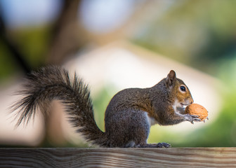 Close up Squirrel eating a nut. Autumn or Fall still life with pumpkin and walnut. Sunny day. Copy space.