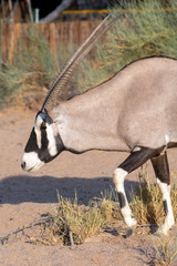 oryx antelope closeup
