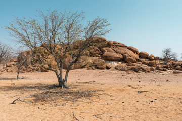 desert landscape with tree