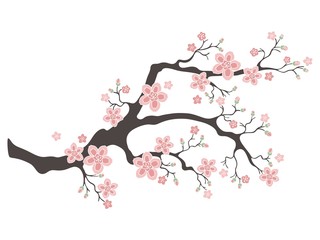 Sakura cherry blossoms. Pink cherry flower blossom branch, peach bloom, sakura branch. Blooming Asian nature. Vector illustration.