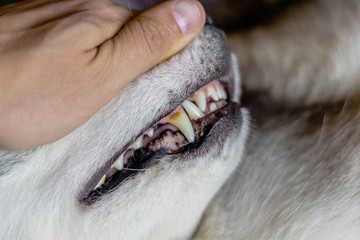 caries in a dog. dog teeth care. teeth in caries