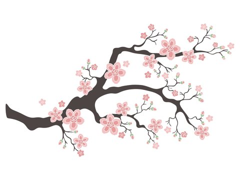 pink cherry blossom branch on white clip art preview