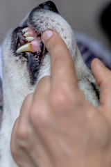 caries in a dog. dog teeth care. teeth in caries