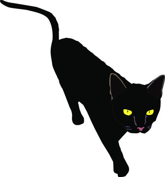 cat black isolated on white dackground