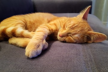 Cute, ginger red cat. Close-up of a redhead kitten sleping on a gray sofa. Selective focus.