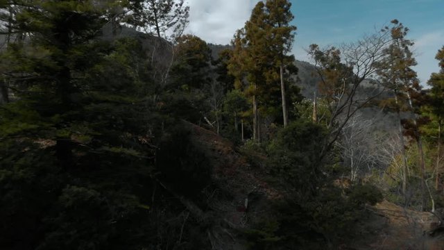 山の木々
