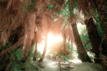Bright sun shining it path way with tunnel inside abstract mysterious deep forest landscape with exotic palm trees. Surreal beauty of dense jungles. Fantasy colors and fairy tale background