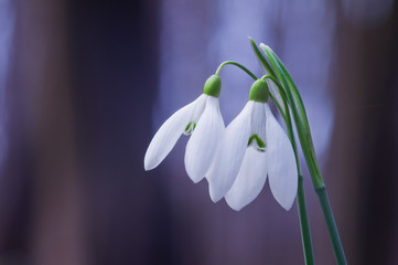 Fototapeta premium Closeup of white snowdrop flowers