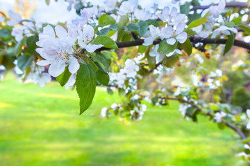 Branches of blossoming apple tree against background, pink sakura flowers of green grass lawn...
